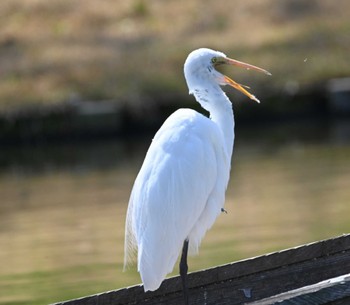 ダイサギ 三渓園 2021年3月26日(金)