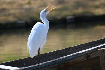 ダイサギ 三渓園 2021年3月26日(金)