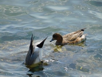 Fri, 3/26/2021 Birding report at 竹島(蒲郡)