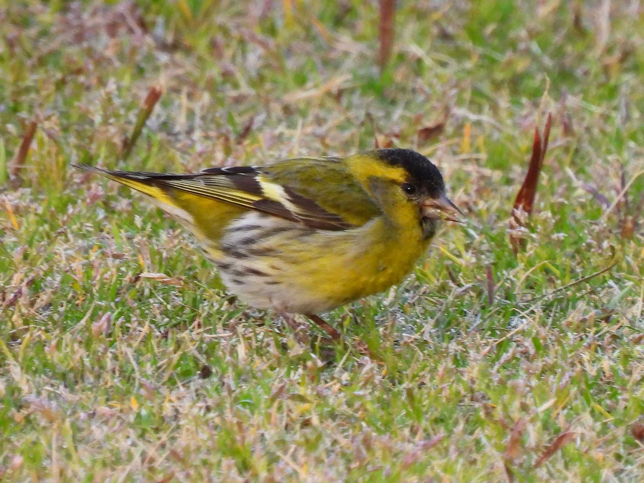 Eurasian Siskin