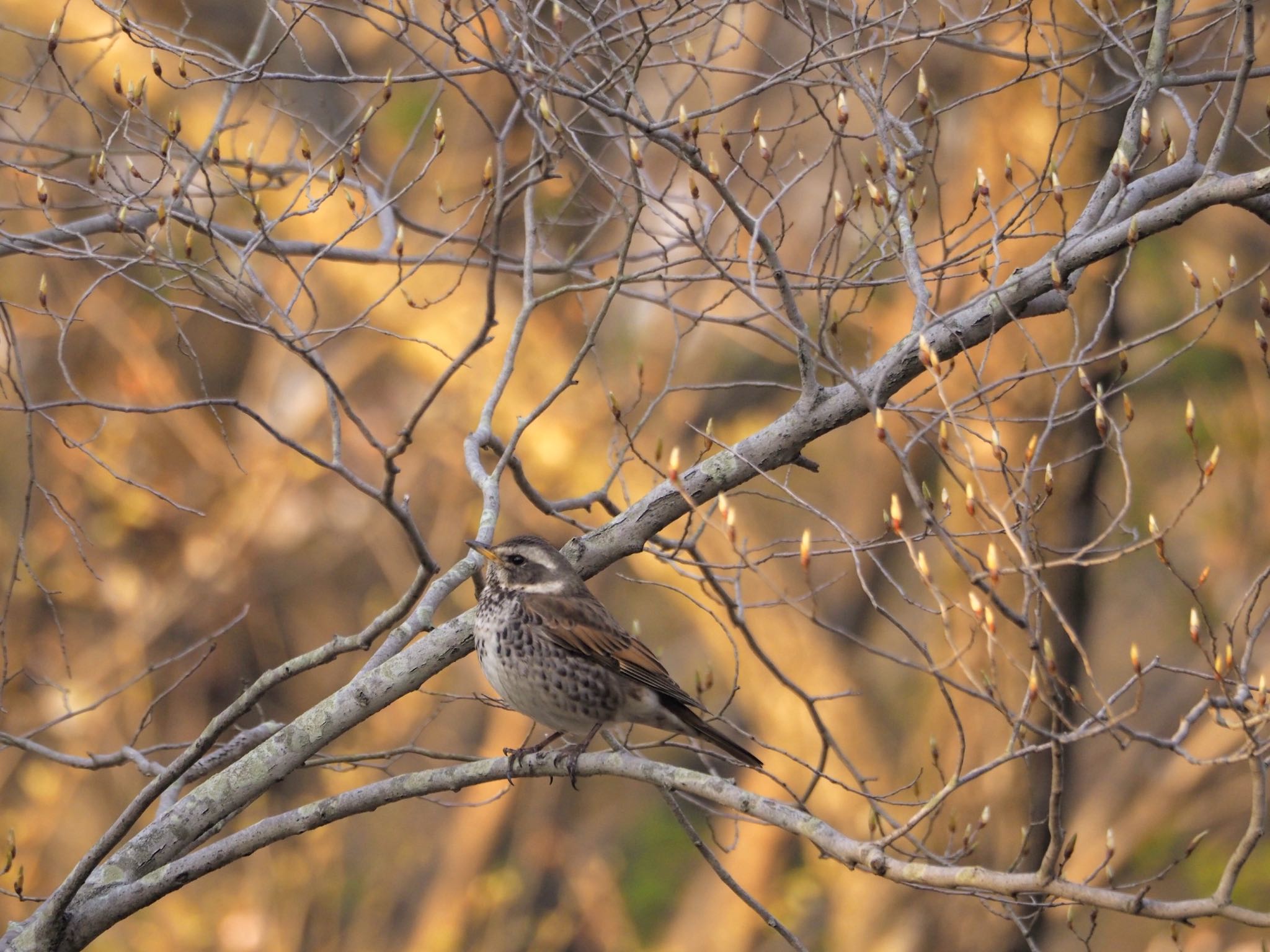 大阪鶴見緑地 ツグミの写真 by zebrafinch11221