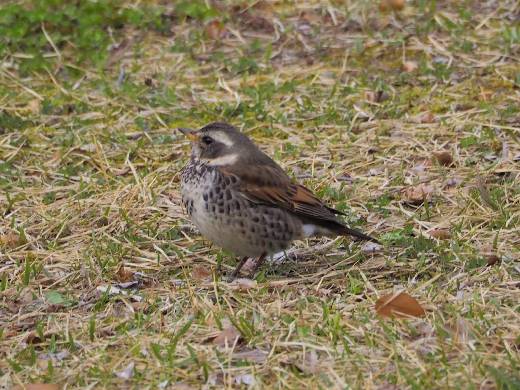 大阪鶴見緑地 ツグミの写真 by zebrafinch11221