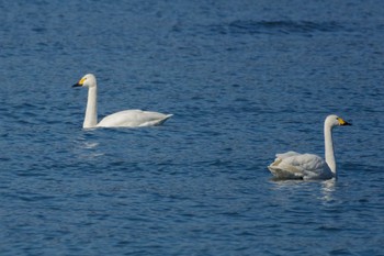 コハクチョウ 湖北湖岸 2017年2月4日(土)