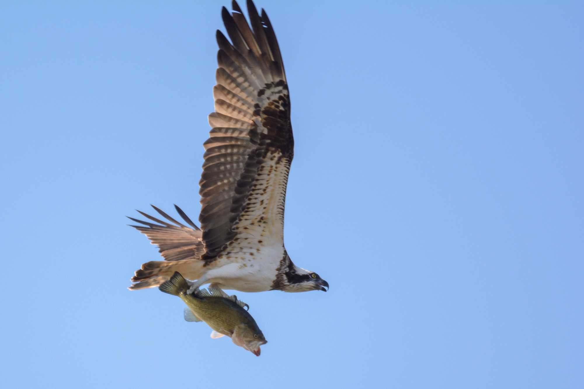 Osprey