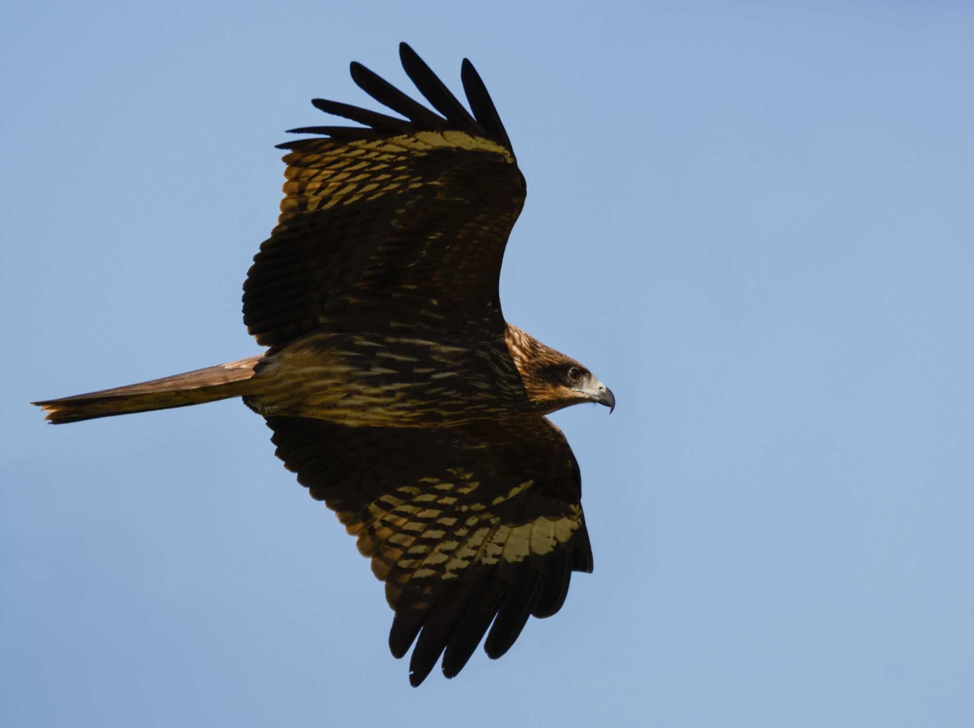 Black Kite