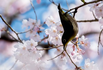 Warbling White-eye 秩父ミューズパーク Wed, 3/24/2021