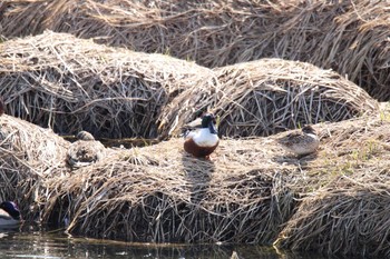 Northern Shoveler 十勝地方 帯広川 Tue, 3/23/2021