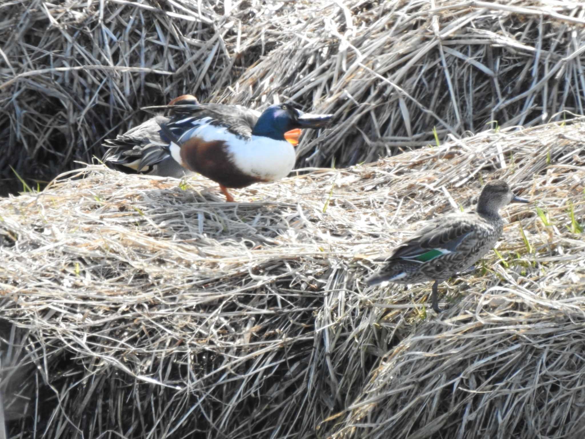 ハシビロガモ