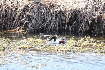 Northern Shoveler 十勝地方 帯広川 Tue, 3/23/2021