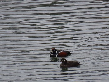 Harlequin Duck 小樽港 Fri, 3/26/2021