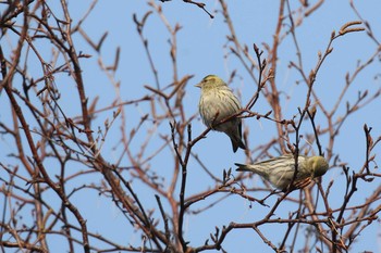 2021年3月26日(金) 北海道 函館市 東山の野鳥観察記録