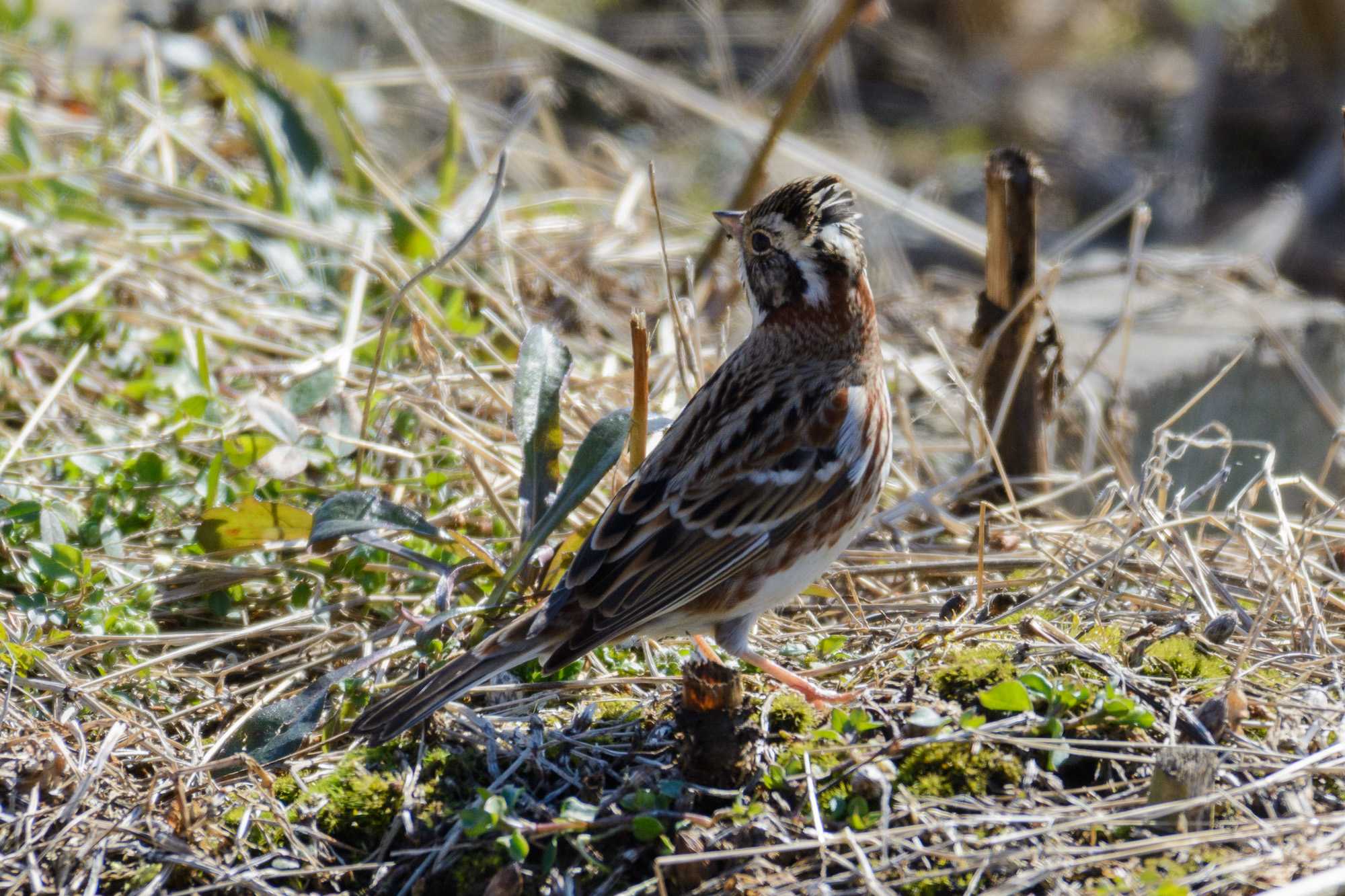 Rustic Bunting