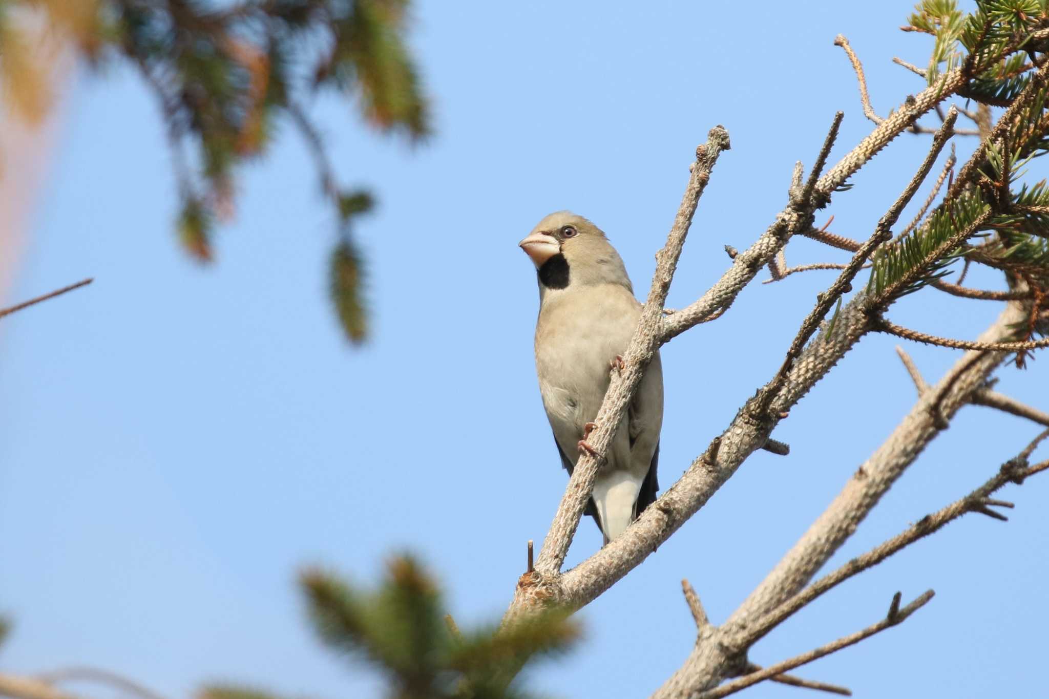 Hawfinch