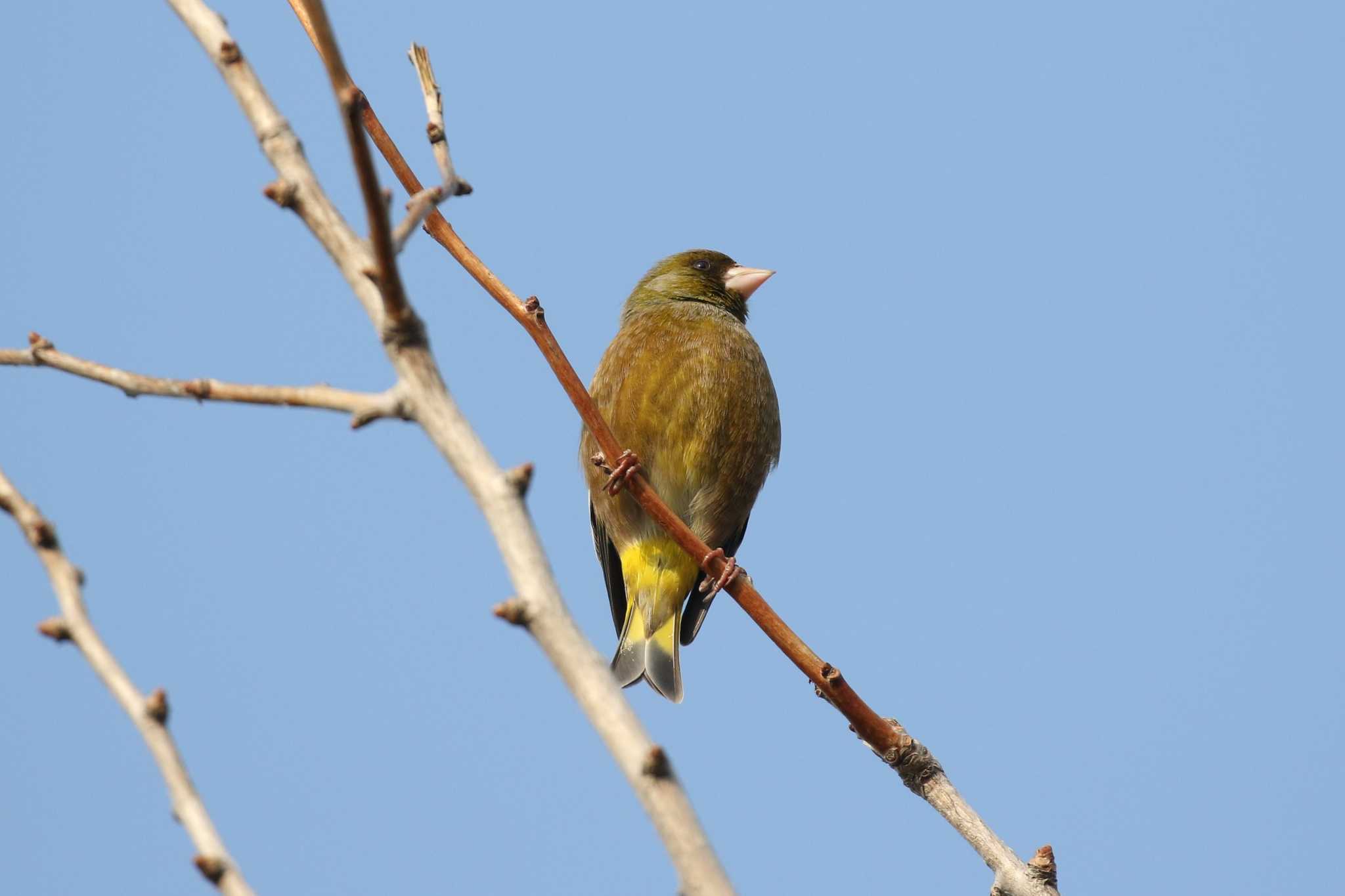 Grey-capped Greenfinch