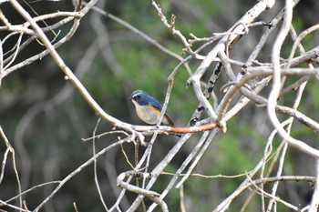 ルリビタキ 守谷野鳥のみち 2021年3月26日(金)