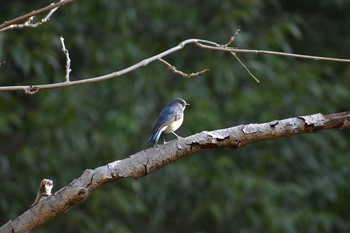 ルリビタキ 守谷野鳥のみち 2021年3月26日(金)