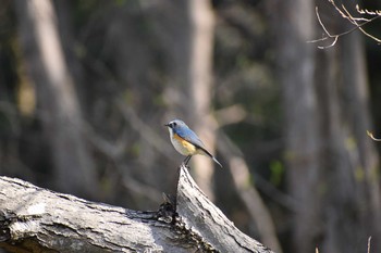 ルリビタキ 守谷野鳥のみち 2021年3月26日(金)