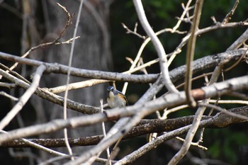 ルリビタキ 守谷野鳥のみち 2021年3月26日(金)