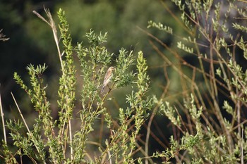 オオジュリン 守谷野鳥のみち 2021年3月26日(金)