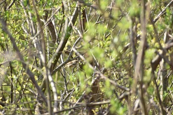 ウグイス 守谷野鳥のみち 2021年3月26日(金)