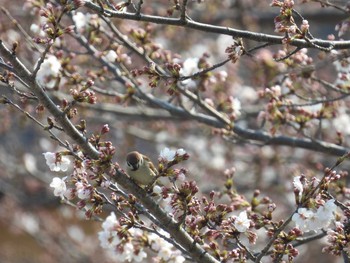 スズメ 大阪府堺市東区 2021年3月26日(金)