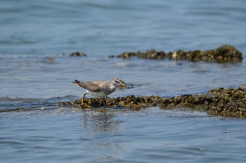 Grey-tailed Tattler 兵庫県明石市 Sun, 8/16/2020