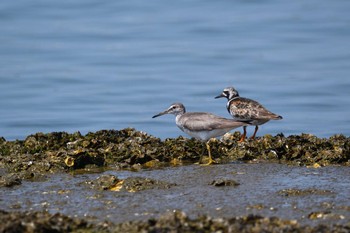 Grey-tailed Tattler 兵庫県明石市 Sun, 8/16/2020