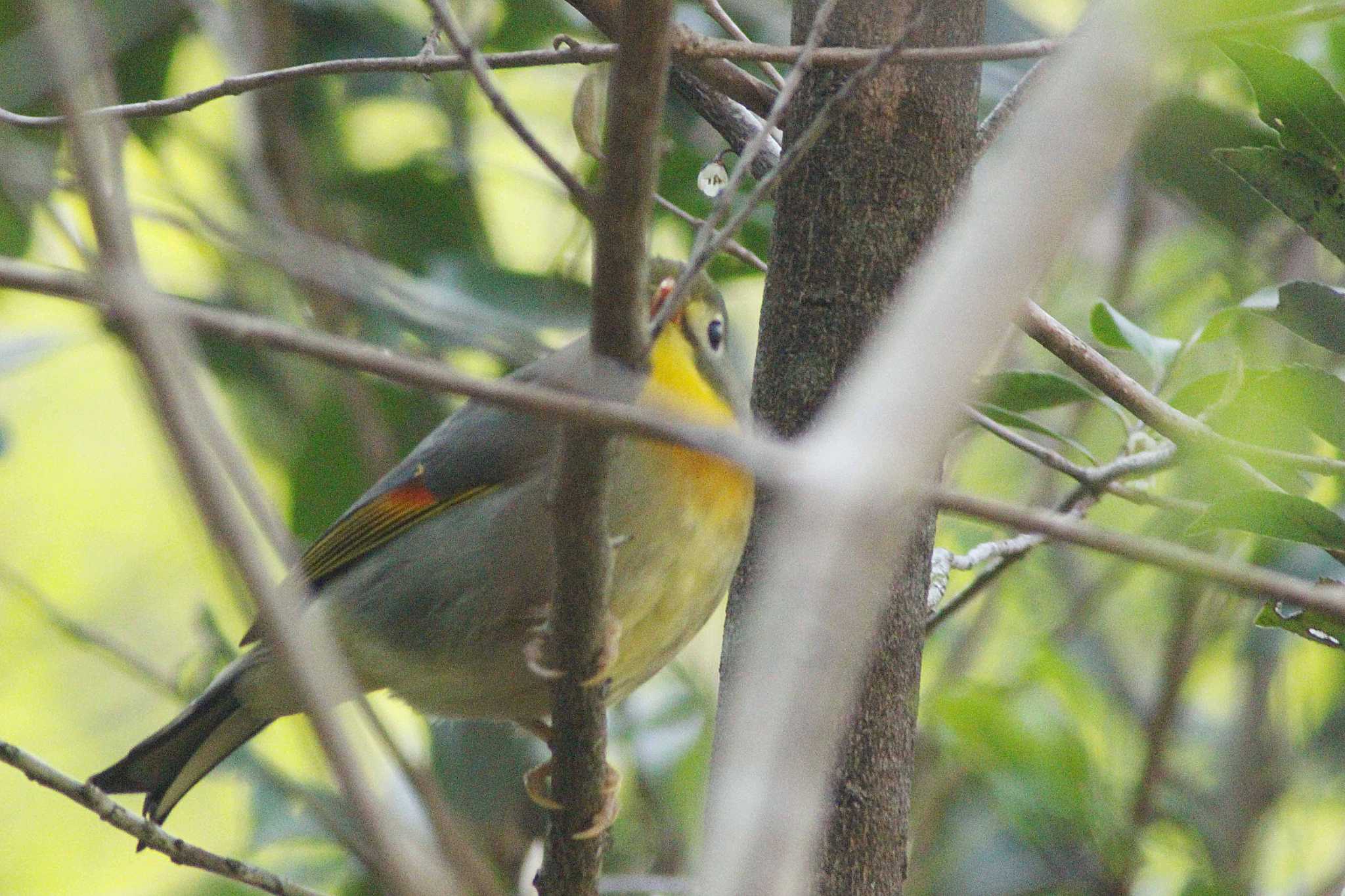 Photo of Red-billed Leiothrix at 海上の森 by 佐藤 好生