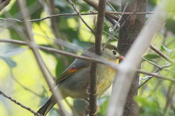 2021年3月26日(金) 海上の森の野鳥観察記録