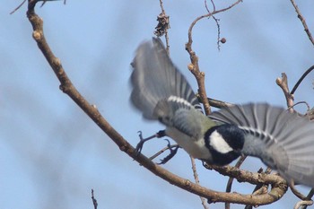 シジュウカラ 海上の森 2021年3月26日(金)