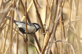 シジュウカラ 海上の森 2021年3月26日(金)