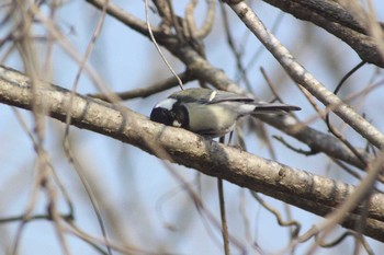 シジュウカラ 海上の森 2021年3月26日(金)