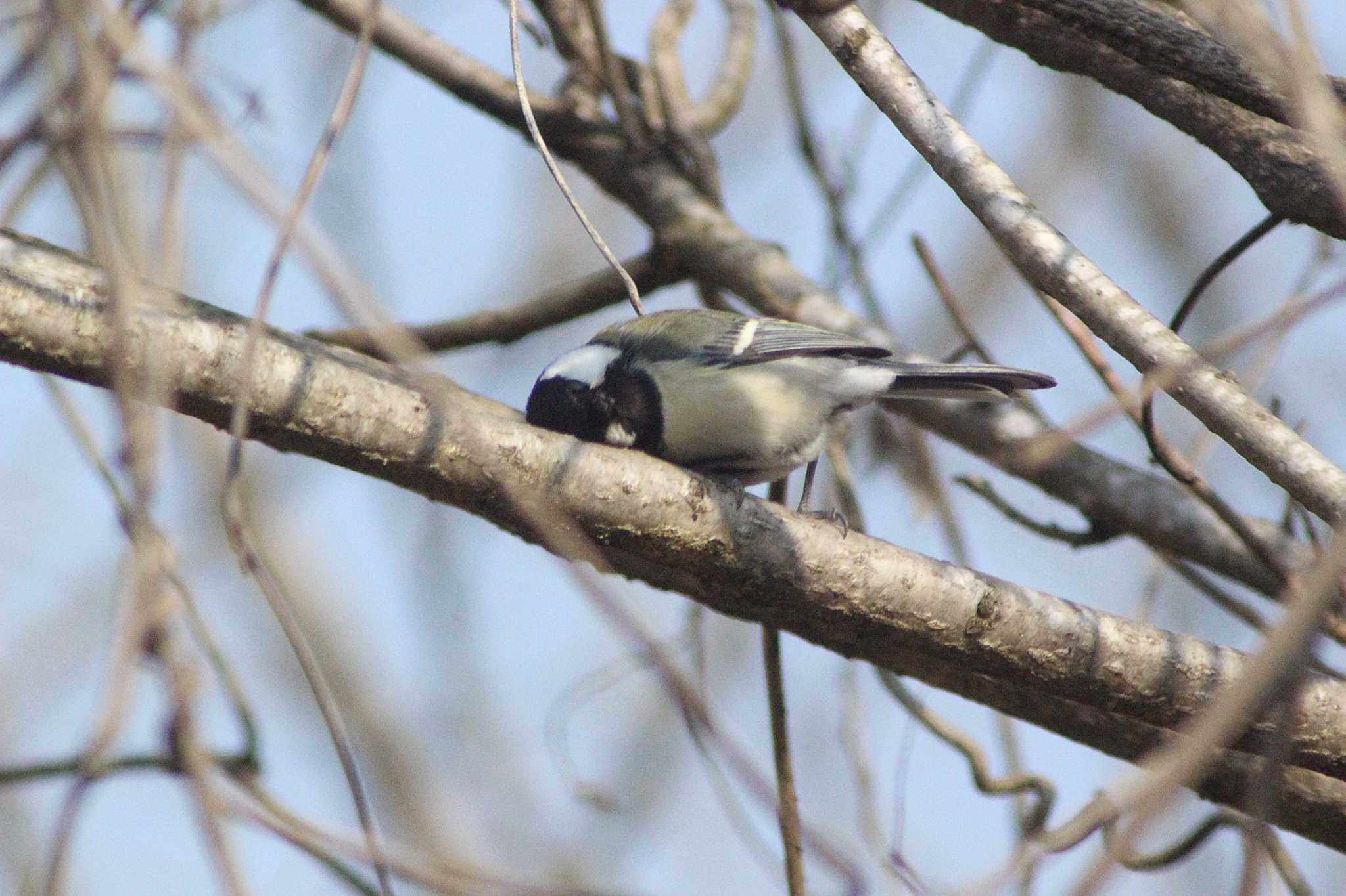 Japanese Tit