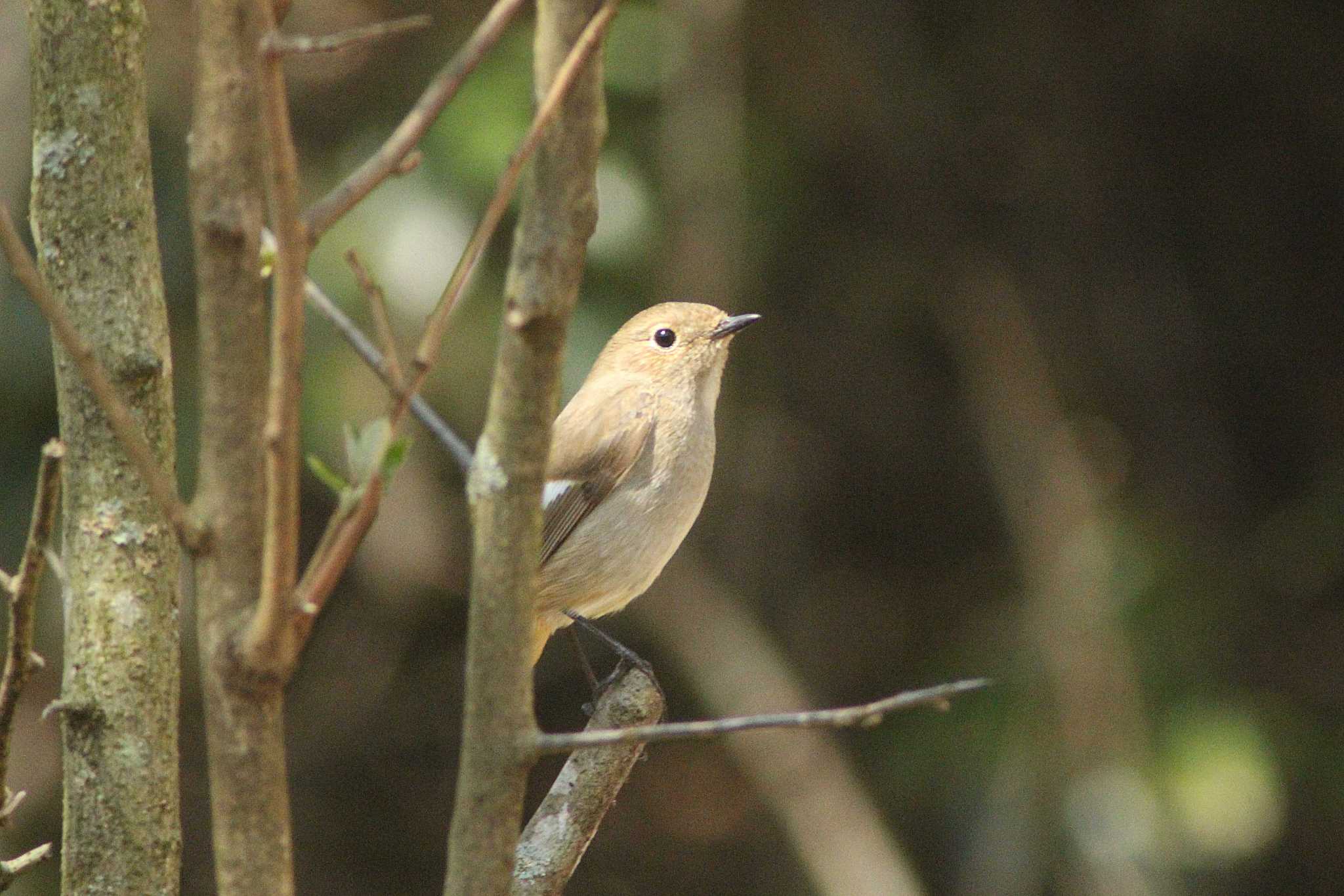 Daurian Redstart