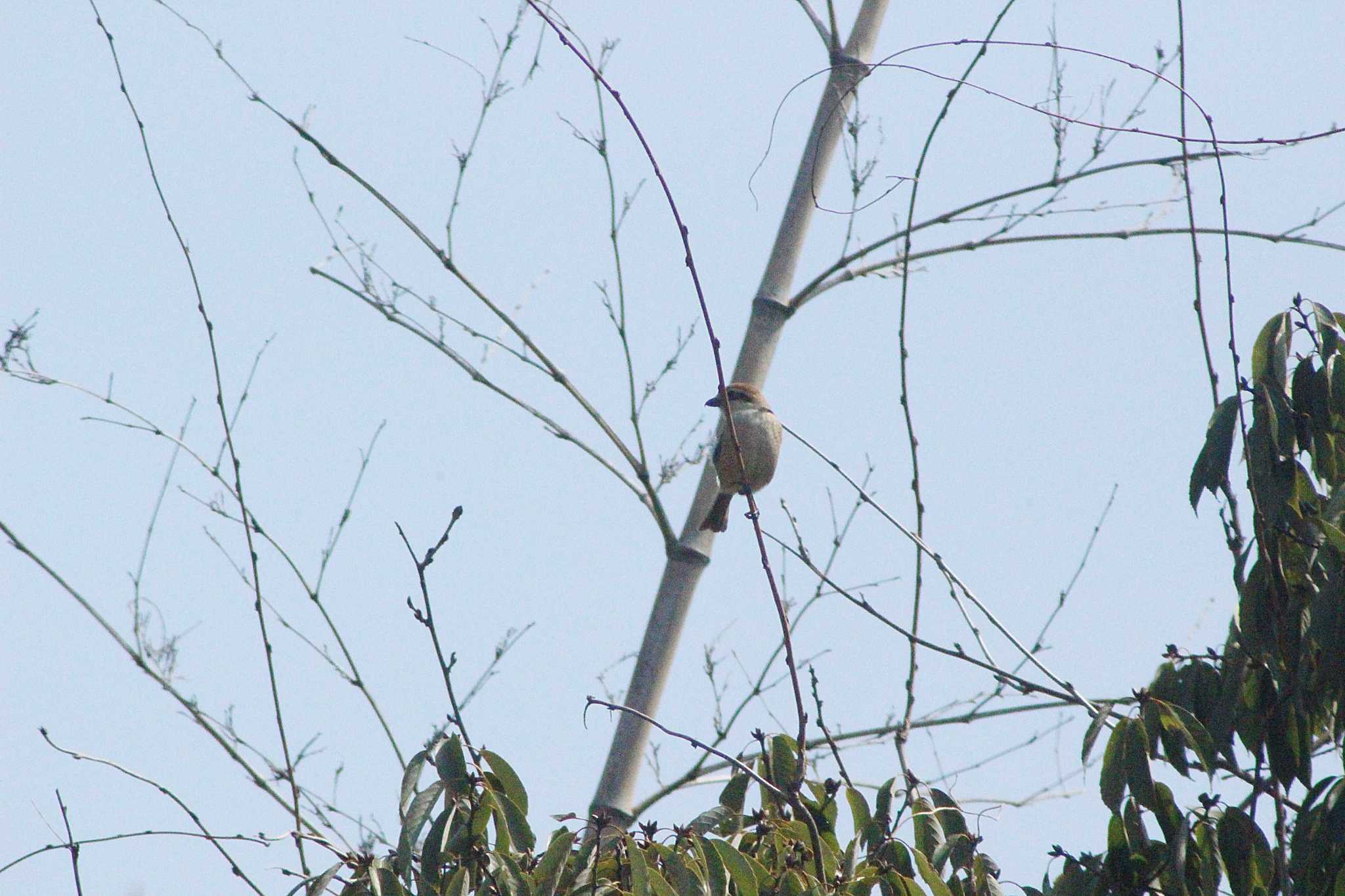 Bull-headed Shrike