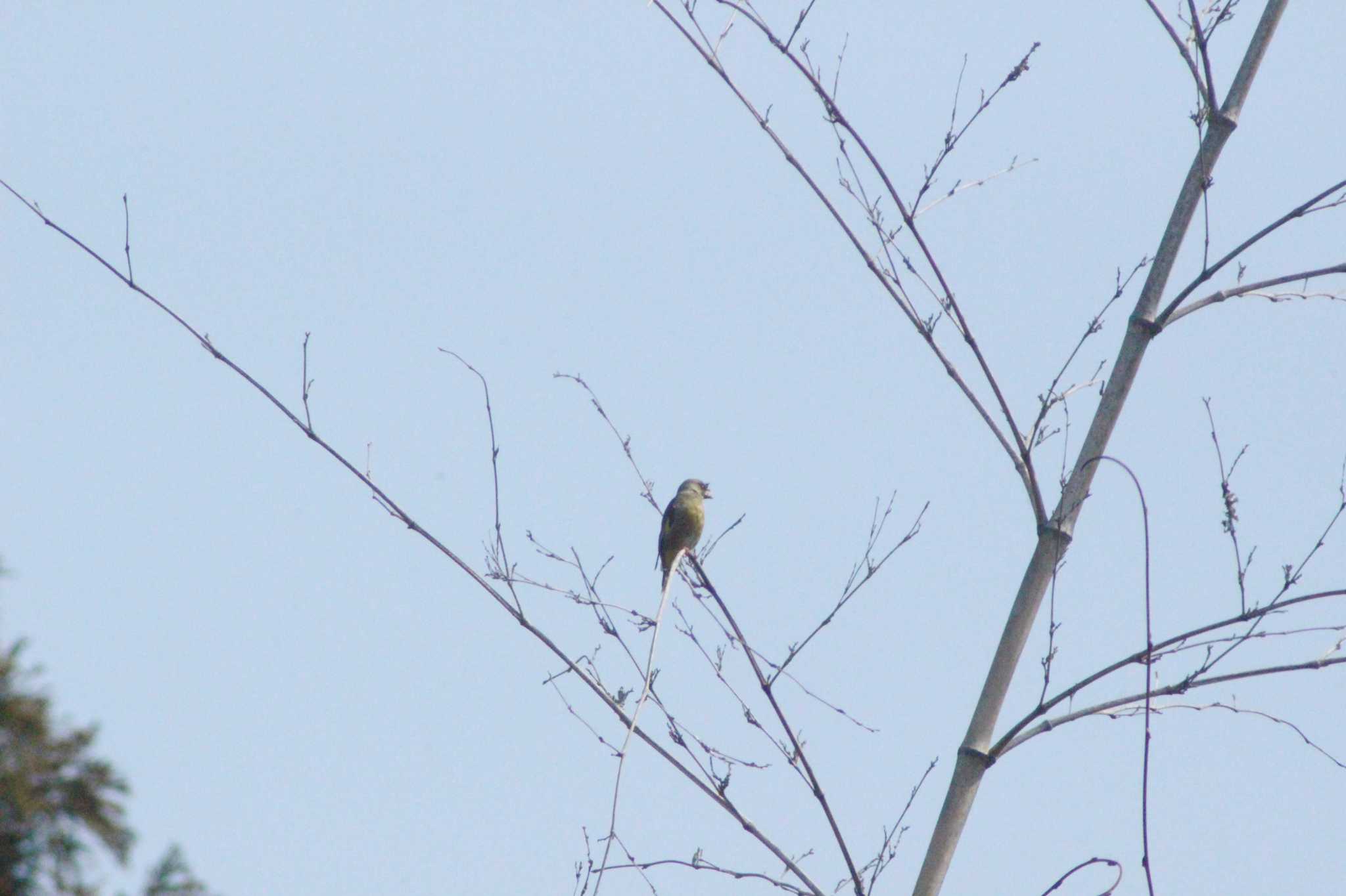 Grey-capped Greenfinch