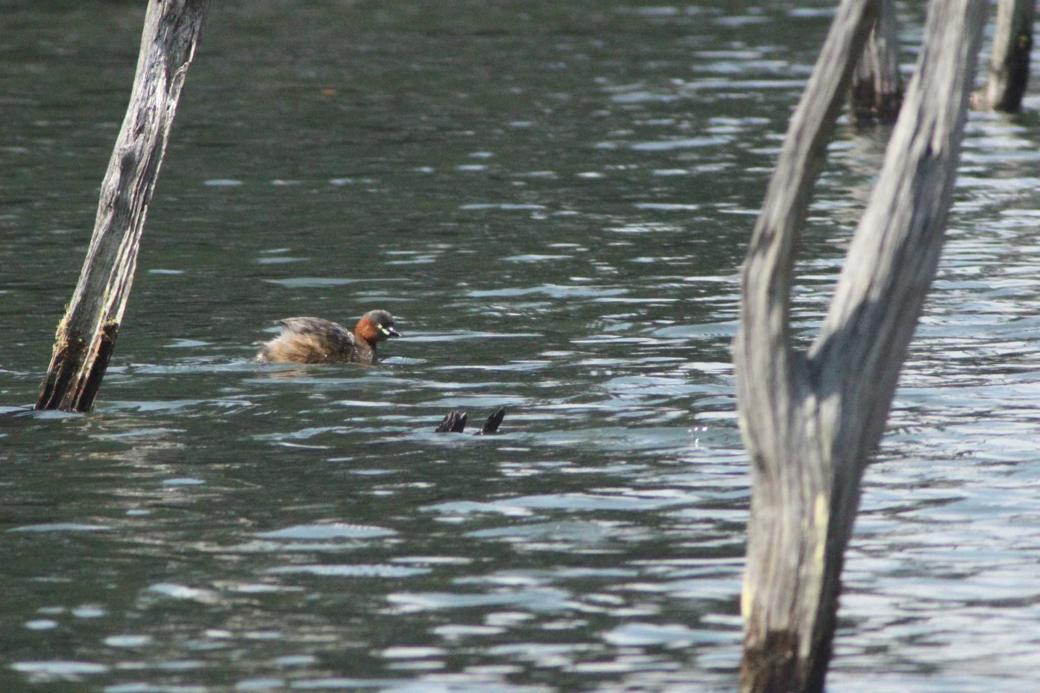 Photo of Little Grebe at 海上の森 by 佐藤 好生