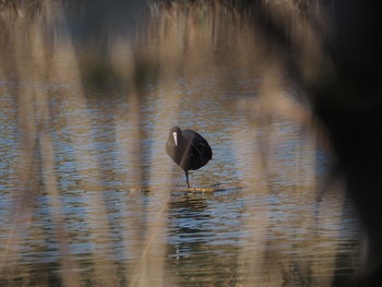 Eurasian Coot Kasai Rinkai Park Fri, 3/26/2021