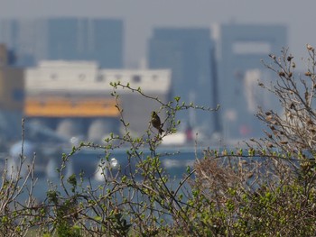 Grey-capped Greenfinch Kasai Rinkai Park Fri, 3/26/2021