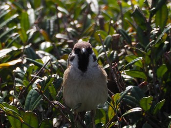 Eurasian Tree Sparrow Kasai Rinkai Park Fri, 3/26/2021