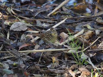 2021年3月26日(金) 葛西臨海公園の野鳥観察記録