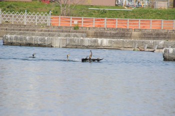 カワウ 多摩川二ヶ領宿河原堰 2021年3月26日(金)