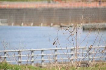 スズメ 多摩川二ヶ領宿河原堰 2021年3月26日(金)