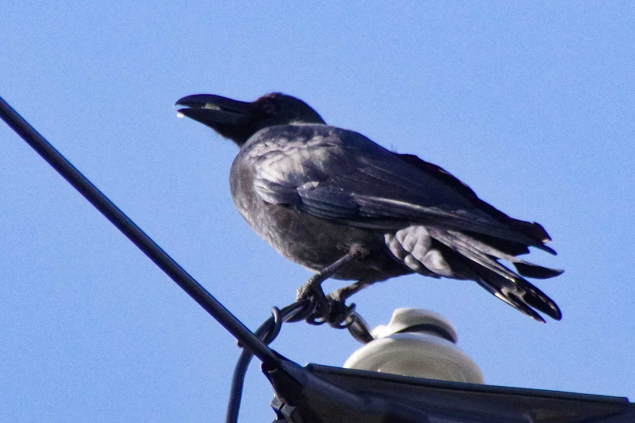 福井ふたば公園(札幌市西区) ハシブトガラスの写真 by 98_Ark (98ｱｰｸ)