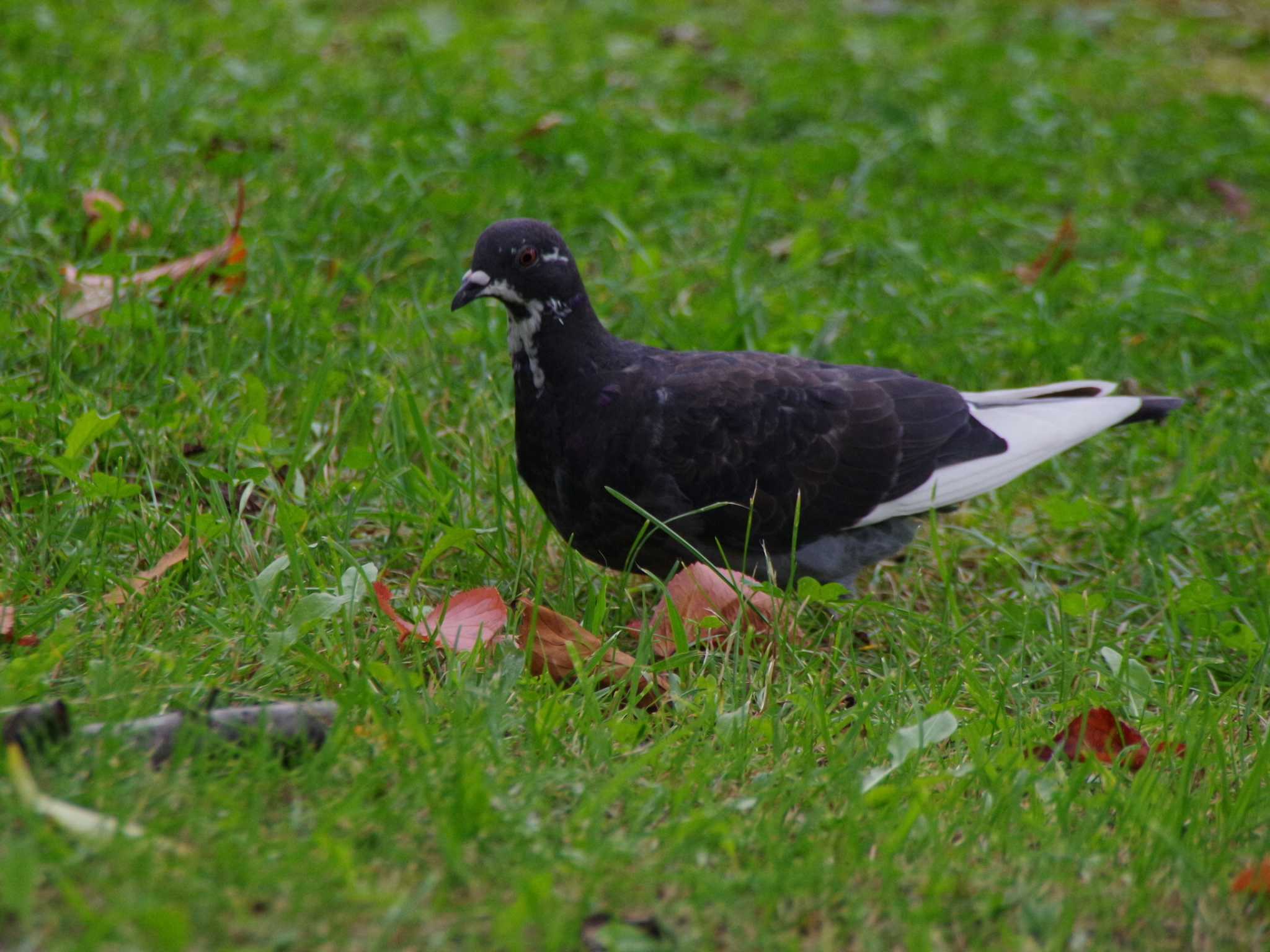 Photo of Rock Dove at 発寒川公園(札幌市西区) by 98_Ark (98ｱｰｸ)