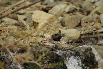 2021年3月26日(金) ふれあいの森日向キャンプ場の野鳥観察記録