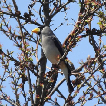 イカル 秋ヶ瀬公園(野鳥の森) 2021年3月24日(水)