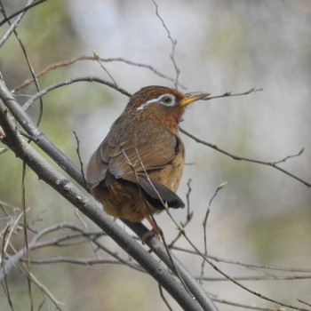 ガビチョウ 秋ヶ瀬公園(野鳥の森) 2021年3月24日(水)