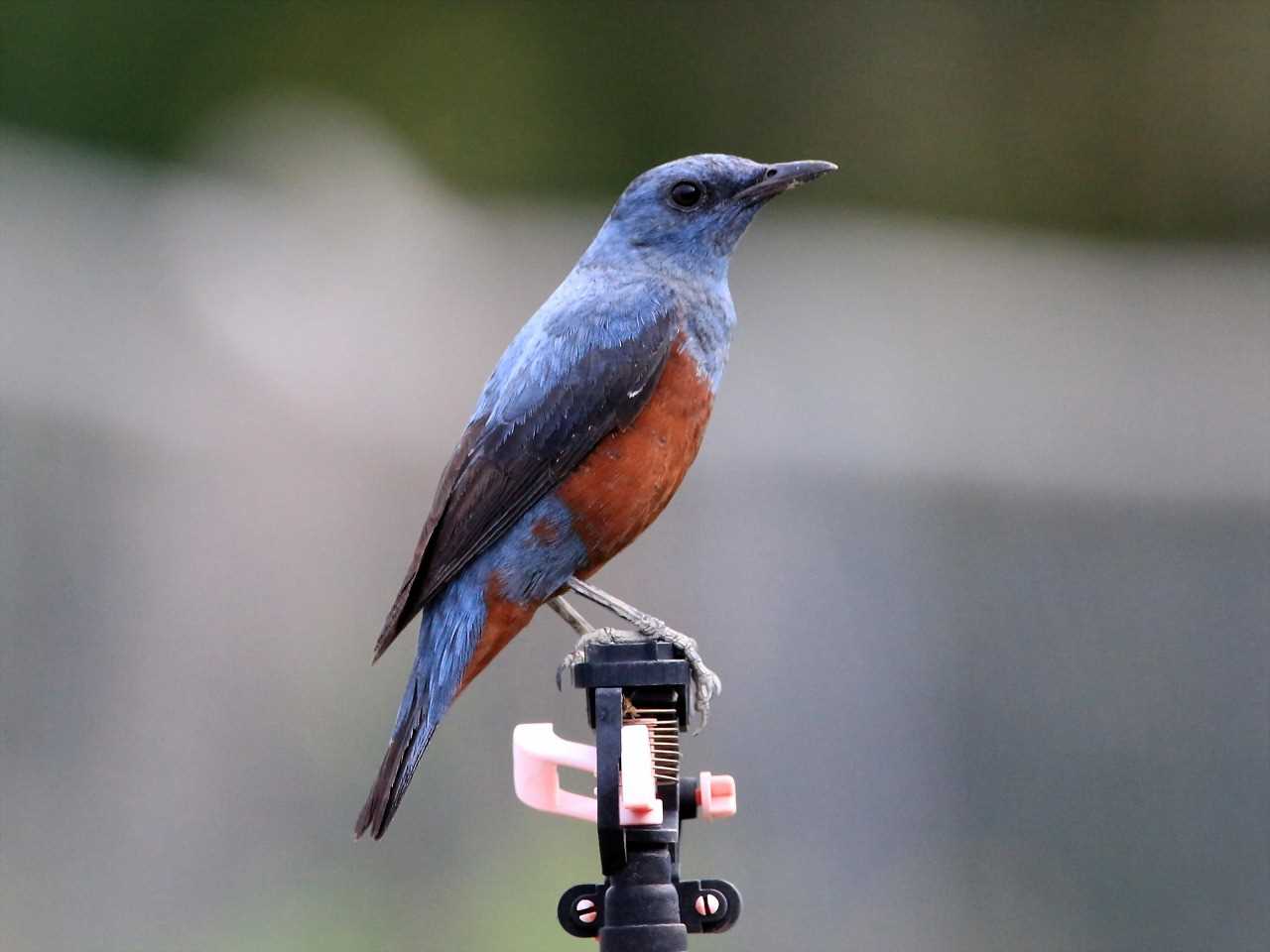 Photo of Blue Rock Thrush at 与根の三角池 by とみやん