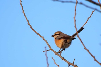 Bull-headed Shrike 守谷市 Tue, 3/23/2021